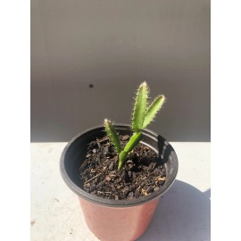 Unbranded Sprouted Yellow Dragon Fruit Sweet Tropical Live Plant Dragon Fruit With Pot