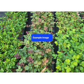 Droke's Greenhouse Lady Banks Yellow Climbing Rose Live Starter Plant