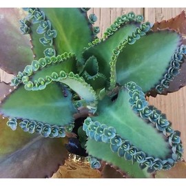 Mother of Thousand Kalanchoe Daigremontiana Mexican Hat Plant