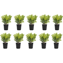 Japanese Boxwood | 10 Live 4 Inch Pots | Buxus Microphylla | Formal Evergreen Low Maintenance Hedge