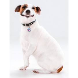 Spoilt Rotten Pets 25mm Magical Marble Design Dog Cat Identity Disc, Pet Identity Cat Kitten Dog Puppy ID Tag, Custom Printed with Your Contact Details