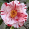(1) - Tri Color Camellia Japonica - Starter Plant (4L)