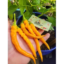 HJ3 Solar Flare Pepper Seeds Hangjiao Space Chili Peppers RARE 20,000+ Scoville