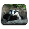 1 x Square MDF Fridge Magnet - Badger Sett Wildlife