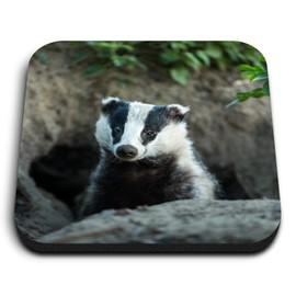 1 x Square MDF Fridge Magnet - Badger Sett Wildlife Animal 15810