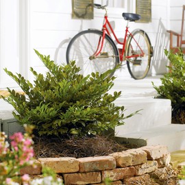 Blooming & Beautiful - Emerald Heights Distylium - 3 gal - Gardener's Confidence - Dense Evergreen Shrub Dark Green Foliage - Zones 6-9 - Distylium x 'PIIDIST - 1' PP24410-3 Gallon Pot