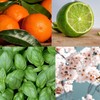 Edward George Reed Diffusers for Home Lime Basil & Mandarin