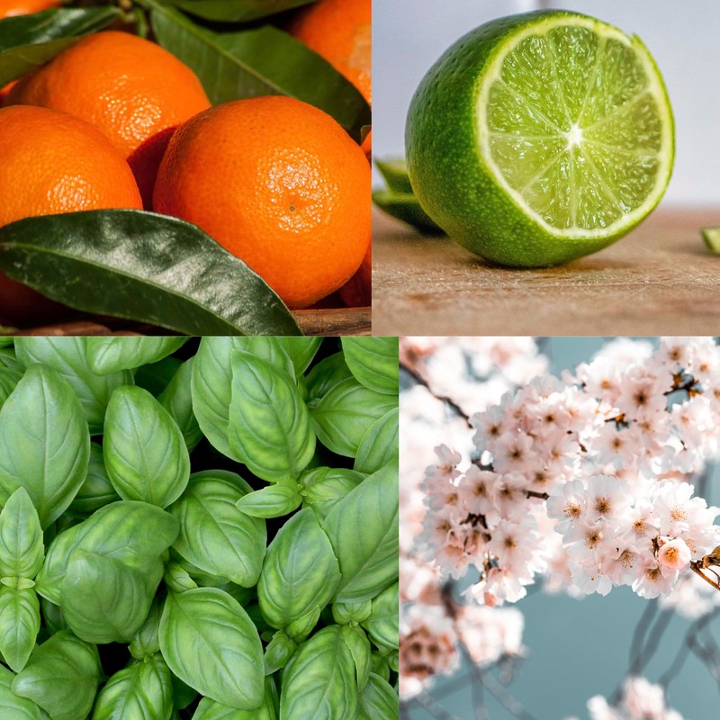 Edward George Reed Diffusers for Home Lime Basil & Mandarin