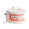 PVC Dental Care Model Dentist Adult Child Teeth Standard Teaching