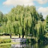 Weeping Willow, Deciduous, Fast-Growing, Shade Tree, 7 gal, Nursery Pot