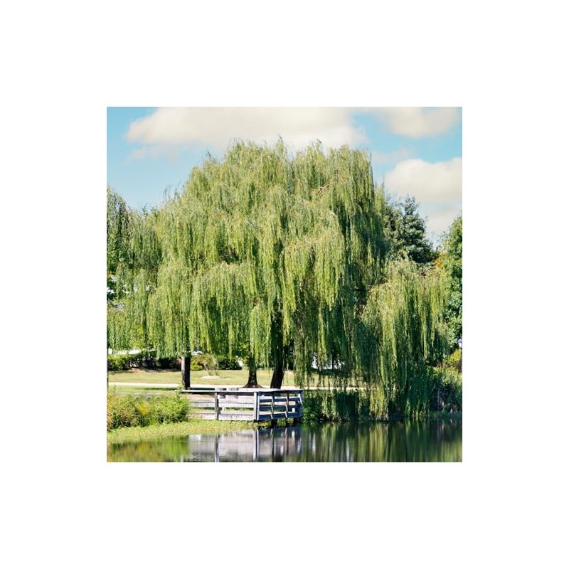 Weeping Willow, Deciduous, Fast-Growing, Shade Tree, 7 gal, Nursery Pot