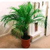 Seeds4planting - Seeds Canary Island Date Palm Rare Phoenix Perennial