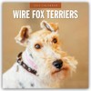 Wire Fox Terriers – Drahthaar Foxterrier 2025 – 16-Monatskalender: Original