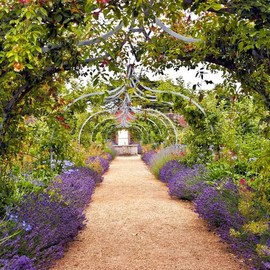 Eden Brothers Lavender Seeds - Munstead, Non-GMO Seeds for Planting, Packet | Low-Maintenance Herb Seeds, Plant During Spring or Fall, Zones 5, 6, 7, 8, 9