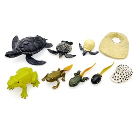 JZK 2 Sets of Life cycle stages figures of a frog and sea turtle, frog life cycle, sea turtle life cycle models, animal life cycle toys, early educational toys, tadpole life cycle