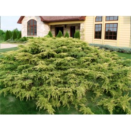 Juniper Gold Lace | 1 Live 4 Inch Pot | Juniperus Chinensis | Drought Tolerant Cold Hardy Evergreen Groundcover Plants