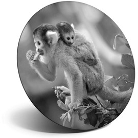 Destination Vinyl ltd Magnet for Refrigerator, Fridge BW - Mother Baby Monkey Wildlife for Office, Cabinet and Whiteboard, Magnetic Stickers, 36505