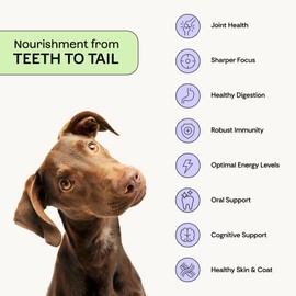 Plentum All-in-One Dog Supplement Powder Daily Gut, Joint Immune Allergy & Oral Support Pre+Postbiotic Formula with Human-Grade Ingredients 30 Single-Serve Sachets No Fillers, Clean & Simple Nutrition