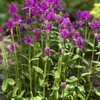 Outsidepride Lamb's Ear Macrantha Flower Seed - 100 Seeds