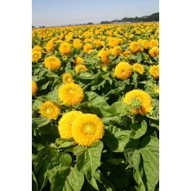 TomorrowSeeds Teddy Bear Sunflower Seeds | Sungold Dwarf Sun Flower Fresh Garden Seed for 2024