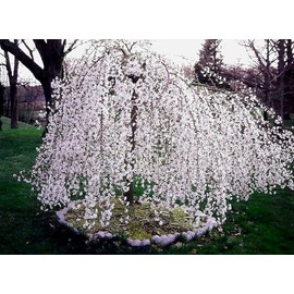 5 Weeping Cherry Blossom Trees, 6-12 Inch Tall in 2.5 Pots, Live Plants, Dwarf Cherry Flower