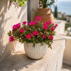 I GIARDINI DI GIULIA - Portulaca Pianta Vera in Vaso,
