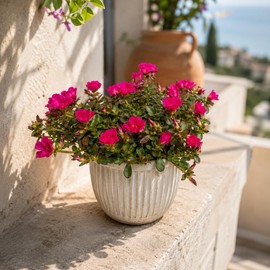 I GIARDINI DI GIULIA - Portulaca Pianta Vera in Vaso, Pianta Grassa Fiorita, Diametro 14 cm, Altezza 25 cm, per Balcone, Terrazzo e Giardino