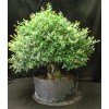 Unbranded Chinese elm pre-bonsai - 9" to 11"