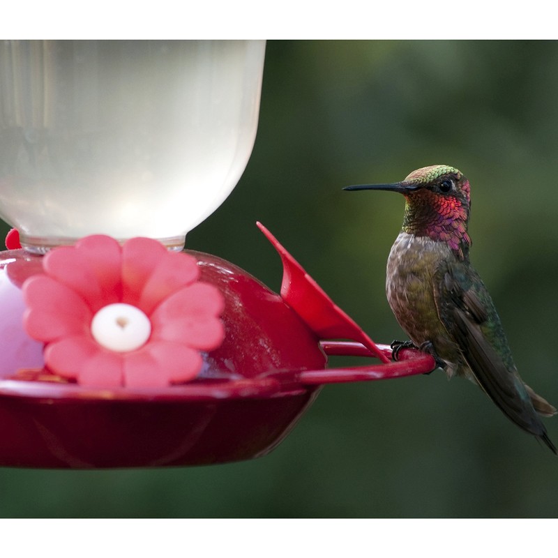 Perky-Pet 135TF “Perky’s Finest” 16 oz Plastic Top Fill Hummingbird