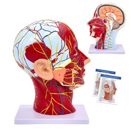Human Half-Head Model, Neurovascular Anatomical Sagittal Model Of The Head With Muscles, 1:1 Life Size Anatomical Head Neck Model Skull And Brain For Teaching Learning