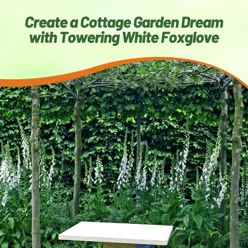 Outsidepride Digitalis Purpurea Alba White Foxglove Seeds – 5000 Pcs