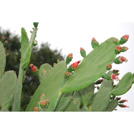 BULK FRESH PADS Edible Cactus Organic Super Food - Tortoise Turtle Iquana Pet