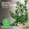 American Plant Exchange English Ivy Variegated – 4-Inch Pot –