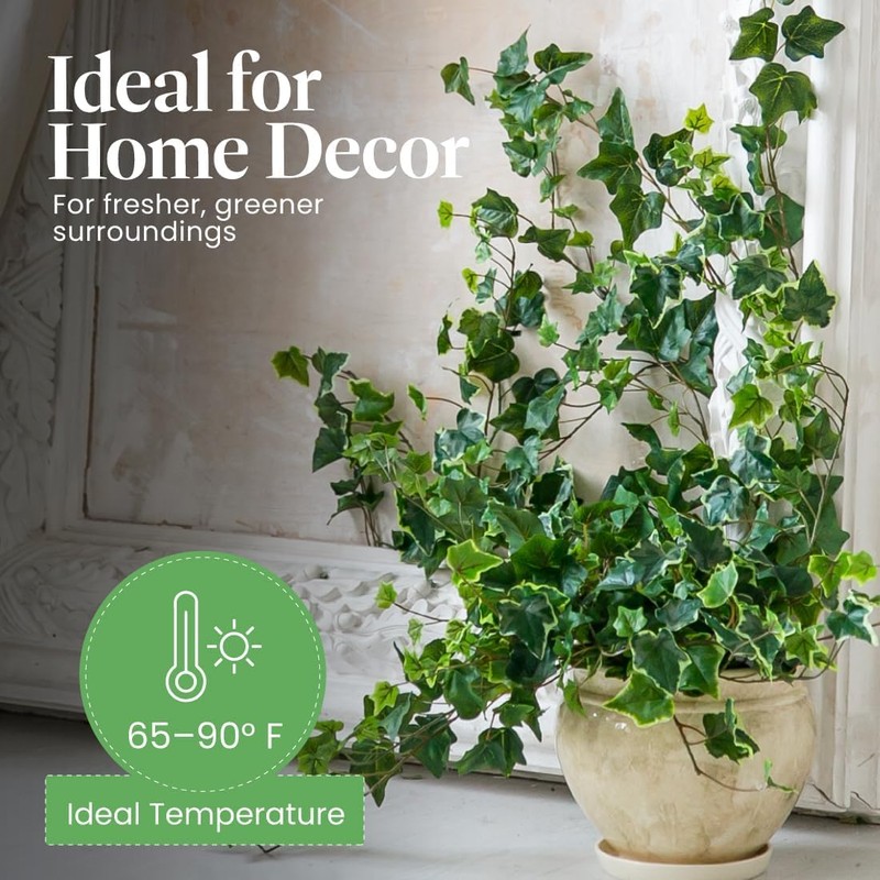 American Plant Exchange English Ivy Variegated – 4-Inch Pot –