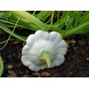 25 Early White Bush Scallop Summer Squash Seeds for Planting.