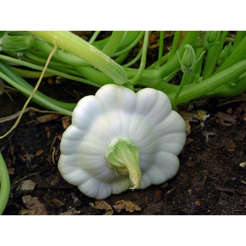 25 Early White Bush Scallop Summer Squash Seeds for Planting.
