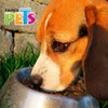 Fancy Pets Plato de Acero Inoxidable con Antiderrapante para Perro