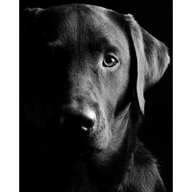 CVPuzzles Black Lab Retriever Portrait 504 Piece Jigsaw Puzzle 16" X 20"