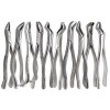 a2zscilab 10 PCS DENTAL EXTRACTION EXTRACTING FORCEPS STAINLESS STEEL CE