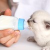 LEDMOMO Pet Bottle 120ml Kitten Milk Feeding Bottle Puppy Nutrition