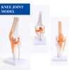 Aribrnten Anatomical Knee Joint with Ligaments Model, Human 1:1 Life