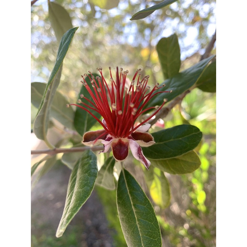 Home-Growth Feijoa Sellowiana, Pineapple Guava - 40 Seeds 2025 -
