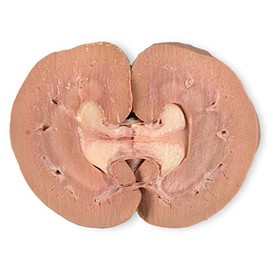 Carolina's Perfect Solution Sheep Kidney for dissection, sold in pails