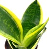 Florida House Plants Varigated Snake Plant, 2 inch, lengua de