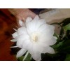 Zensability CUTTING - Epiphyllum oxipetalum 'Queen of the Night' -4-6"