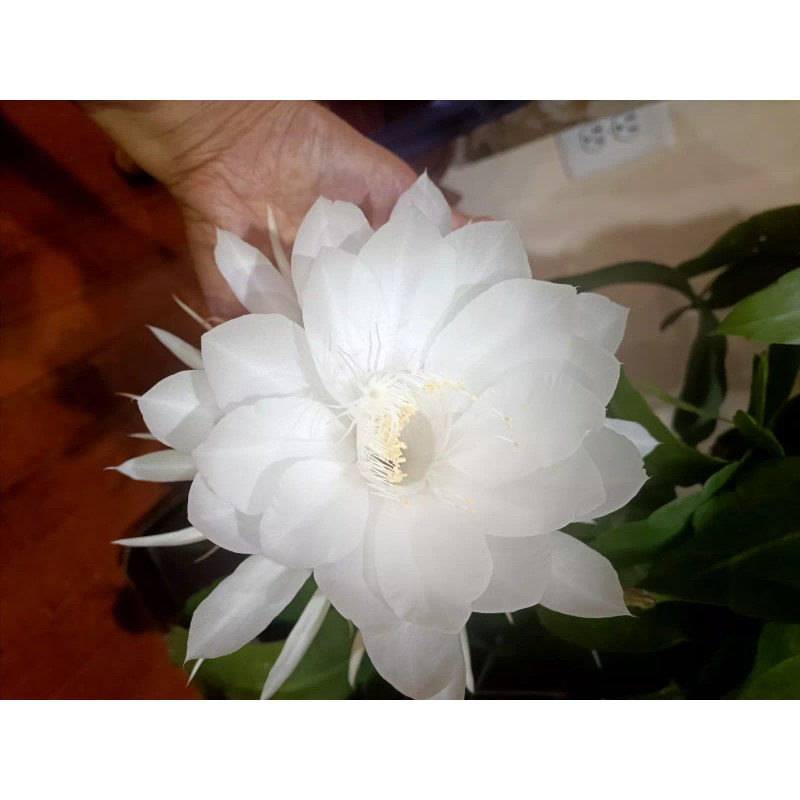 Zensability CUTTING - Epiphyllum oxipetalum 'Queen of the Night' -4-6"
