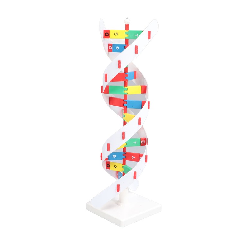 DNA Structure Model Colorful Double Spiral Assemble Model Science Educational