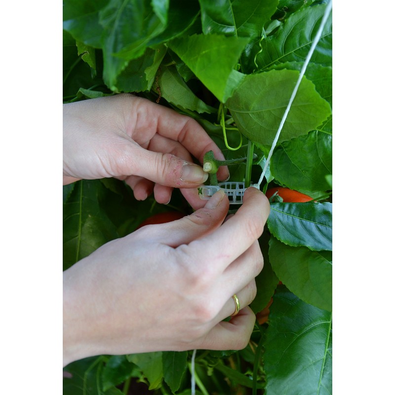 Palram Greenhouse Trellis Kit