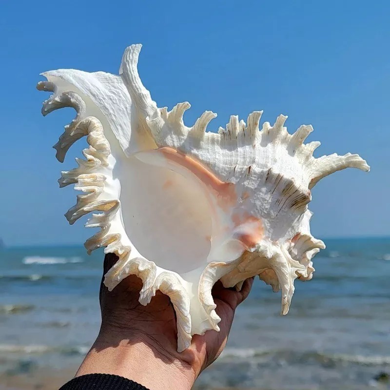 Large White Murex Ramosus Natural Conch Seashell Rare Real Aquarium