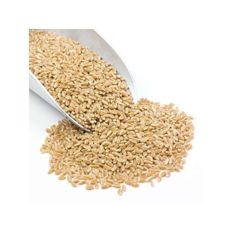 Prairie Gold Wheat Berries, Non-GMO, Whole Grain, Hard White Spring
